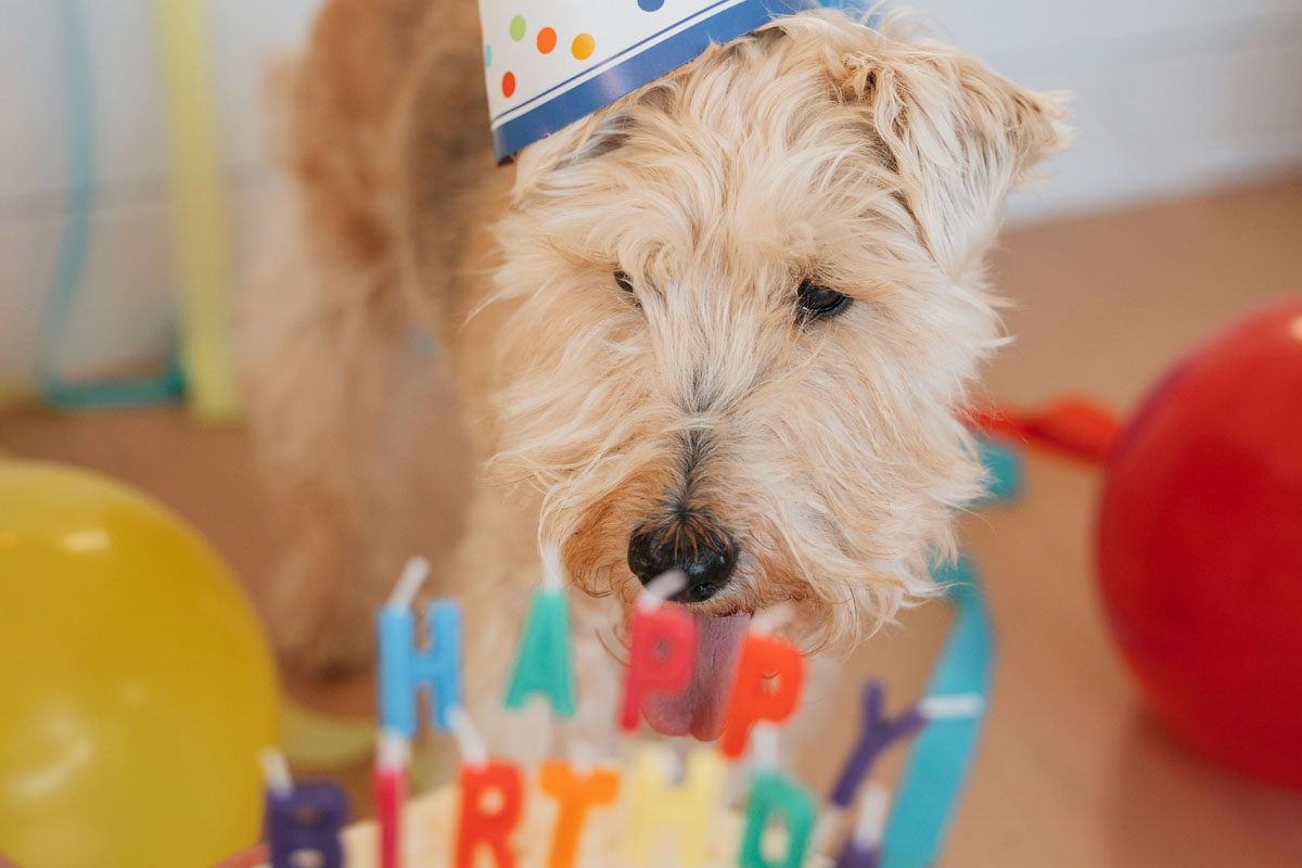 anniversaire de votre chien ma journée de toutou