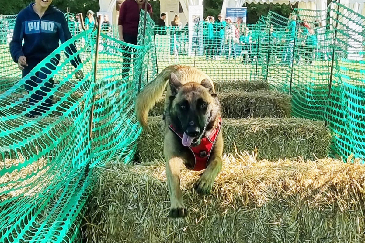 woofest 2024 mjdt féline