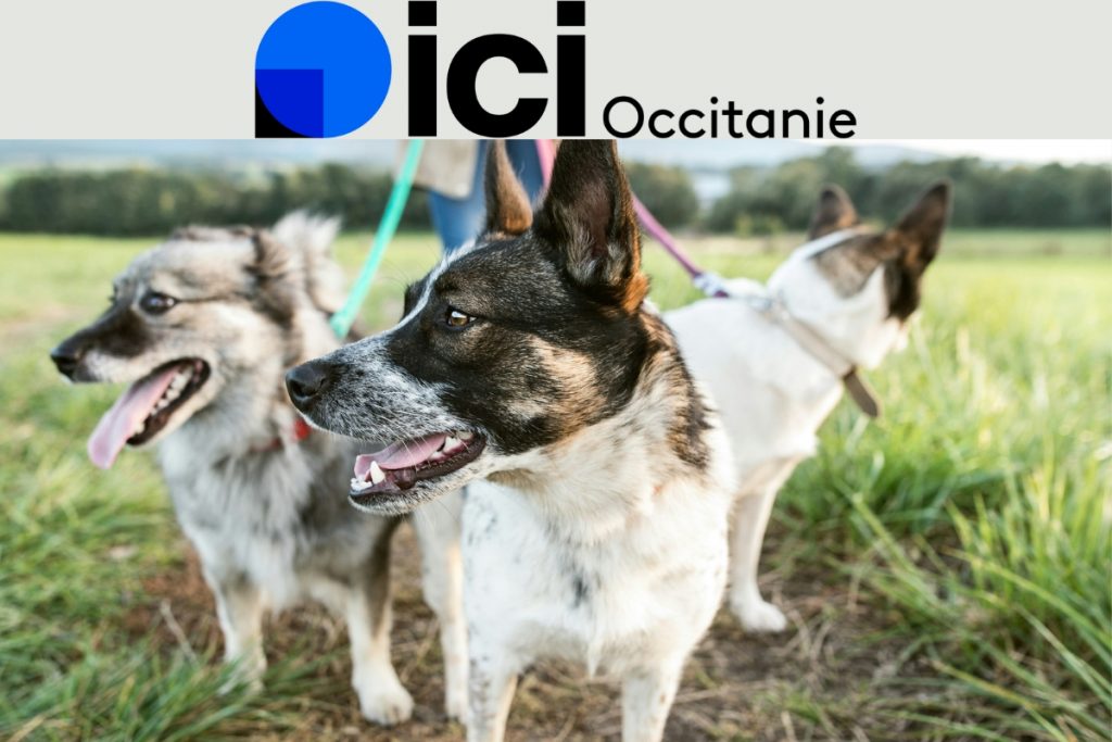 ma journée de toutou sur ici occitanie crèche canine de jour