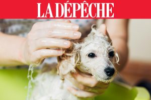 ma journée de toutou dans la dépêche bien-être de votre toutou