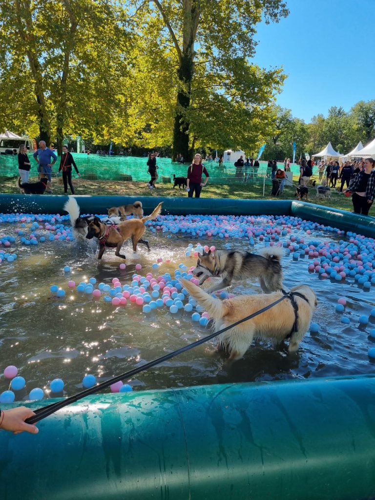 Chiens participant à une activité aquatique au festival Woofest